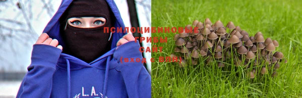 крисы Баксан